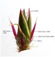  Flower with one bract and 2 bracteoles
